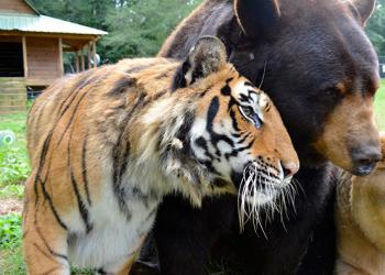 Quem é mais forte: tigre, urso ou leão?